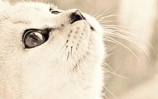 close-up photography of short-furred white cat